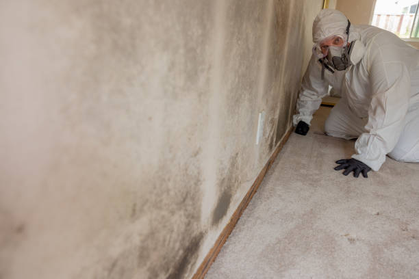 Best Dehumidification Services  in Daisetta, TX